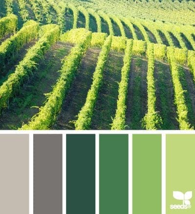 Kleurinspiratie groene wijngaard