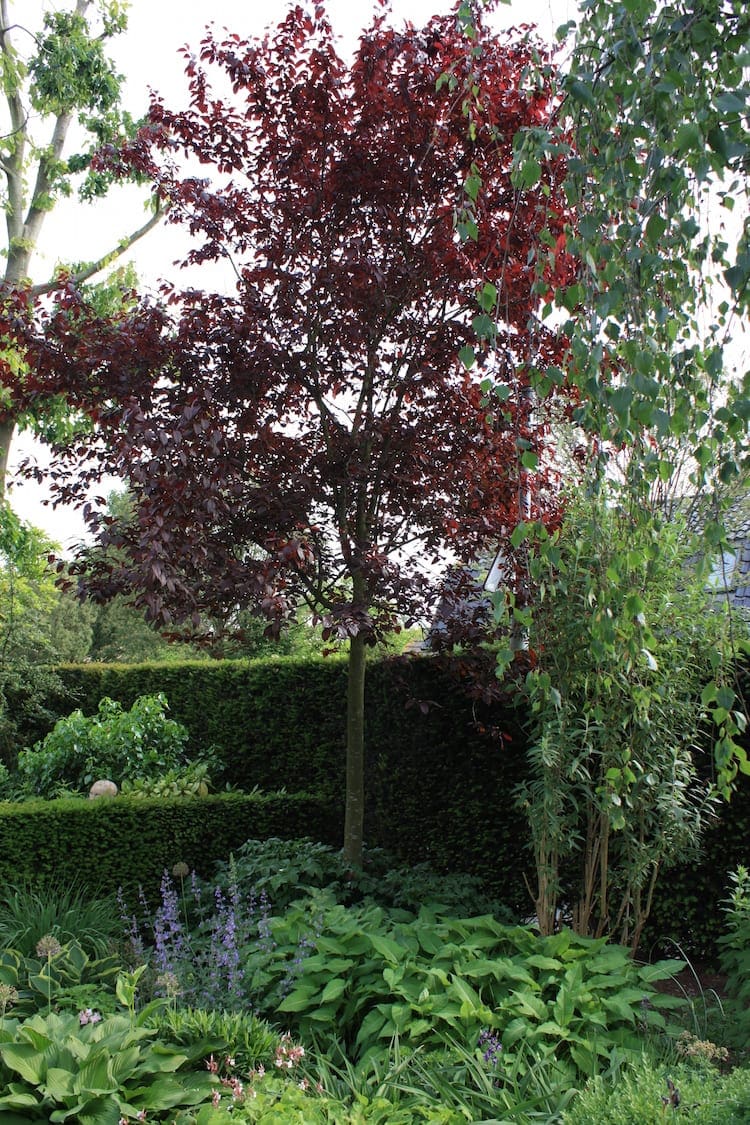 bomen-voor-in-de-tuin-prunus-nigra-zomer