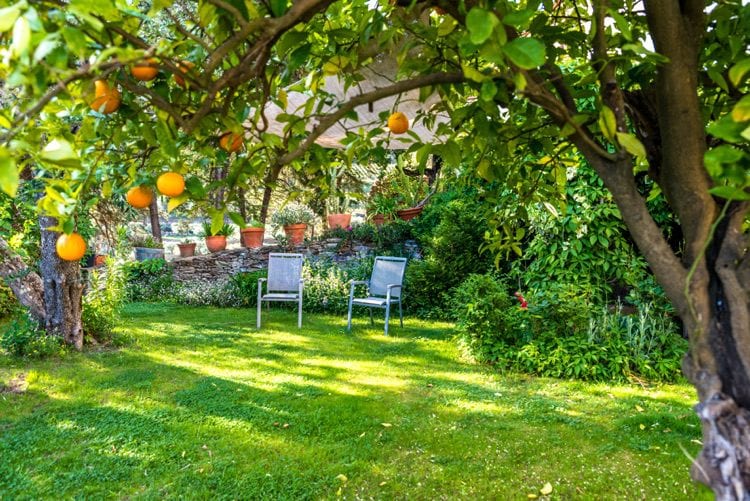 Sinaasappelboom in tuin