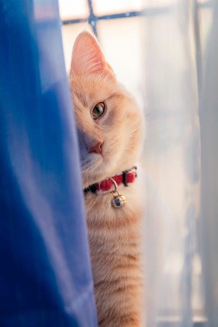 De kat in de gordijnen, wat doe je eraan?