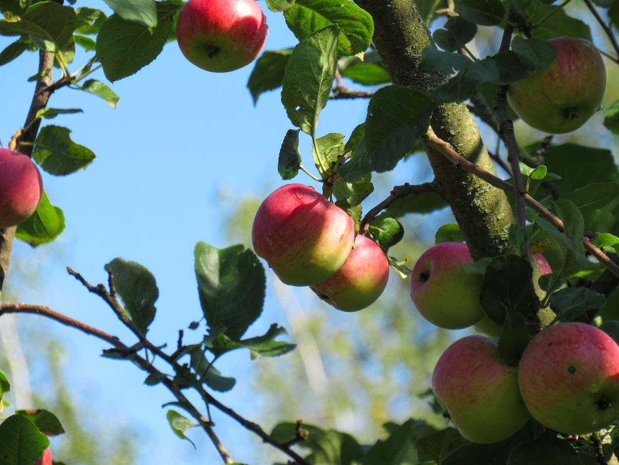 Fruitboom appelboom