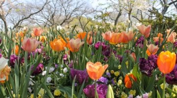 Hoe bereid jij je tuin voor op een fleurig voorjaar?