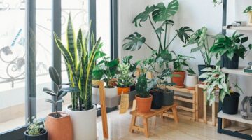Urban jungle in je huis: zo doe je dat