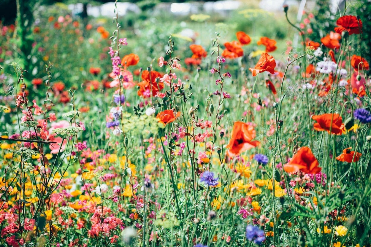 Tuintrends 2024: groene tuinen, houten schuren en veel bloemen